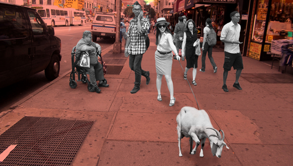 Goat Walk